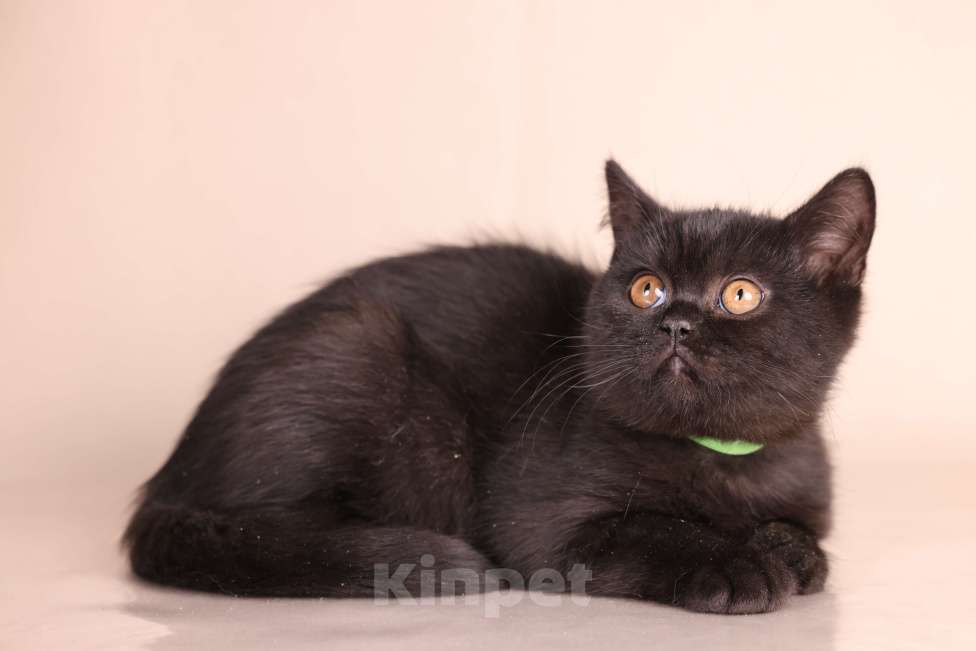 Кошки в Санкт-Петербурге: Черная британская красотка Девочка, 50 000 руб. - фото 4