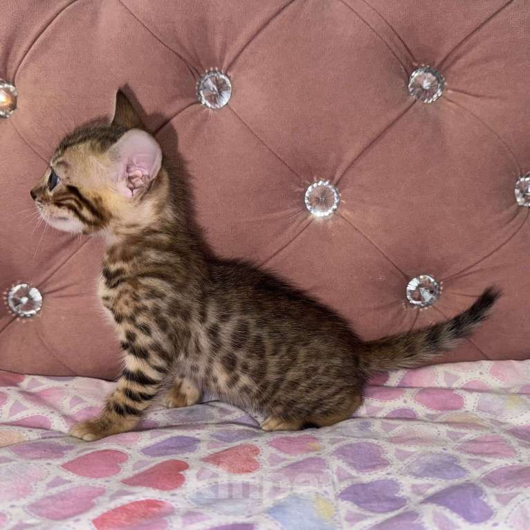 Кошки в Уфе: Бенгальские чистокровные котята Девочка, 15 000 руб. - фото 2