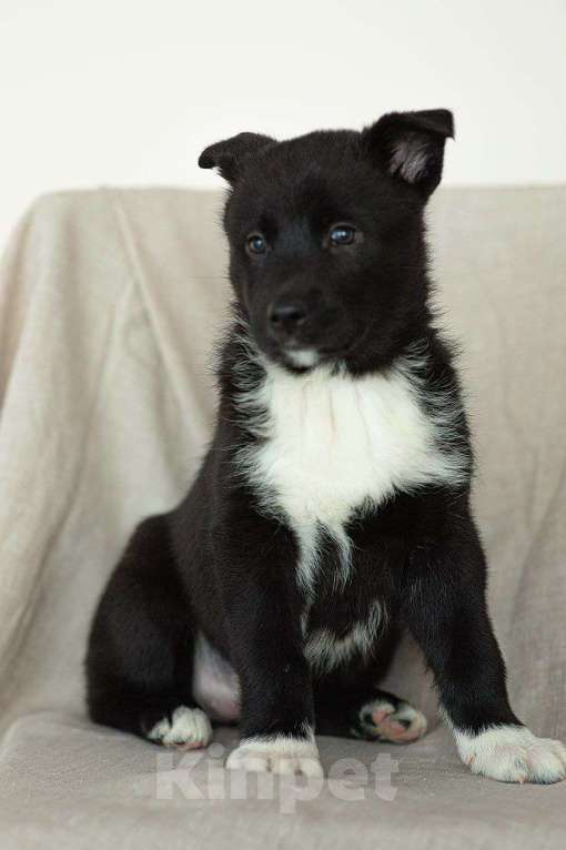 Собаки в Апрелевке: Щеночки Якутской лайки в добрые руки! Девочка, Бесплатно - фото 3