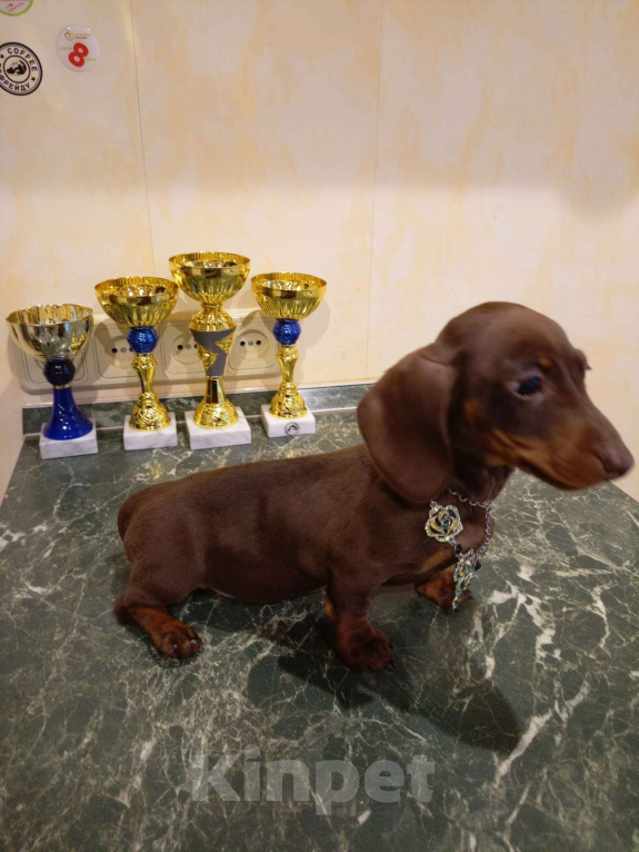 Собаки в Москве: Девочка 1500гр. Девочка, 70 000 руб. - фото 3