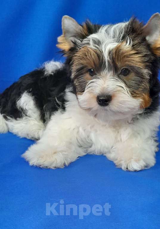 Собаки в Москве: Мальчик среднего формата Мальчик, 40 000 руб. - фото 2