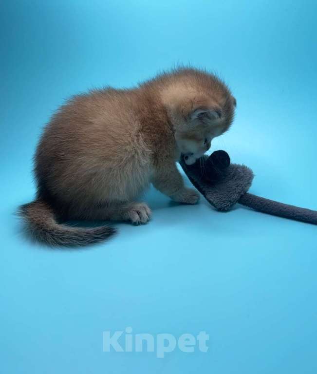 Кошки в других городах Московской области: Новогодние золотые шиншиллы Девочка, 40 000 руб. - фото 2