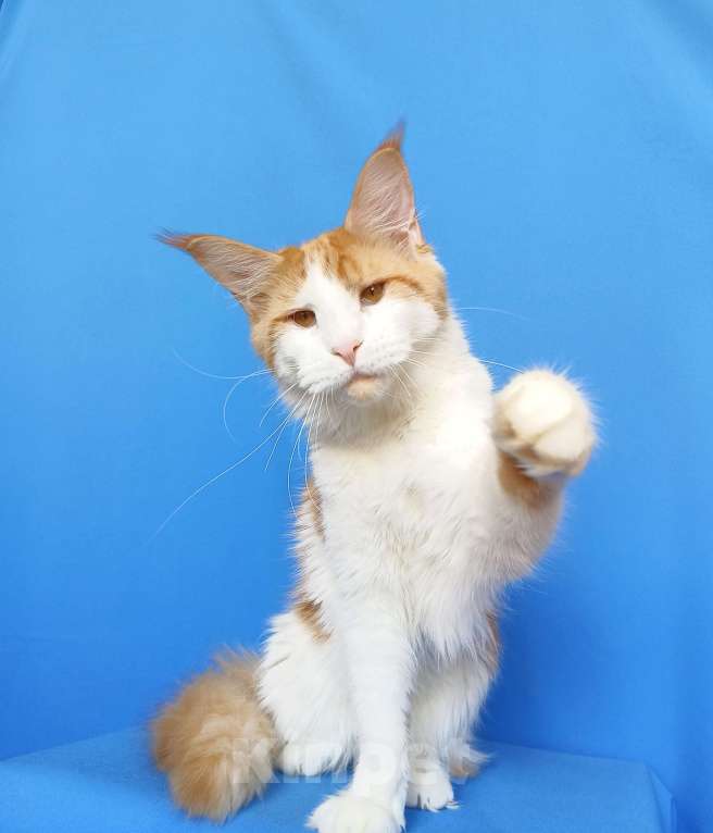 Кошки в Москве: Котёнок Мейн- Кун Девочка Девочка, 35 000 руб. - фото 1