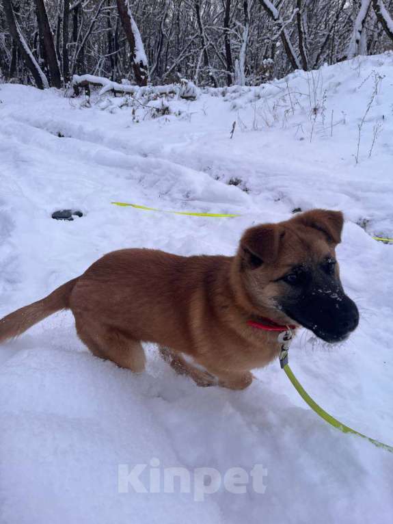 Собаки в Москве: Щенок Кефир ищет дом! Мальчик, Бесплатно - фото 9