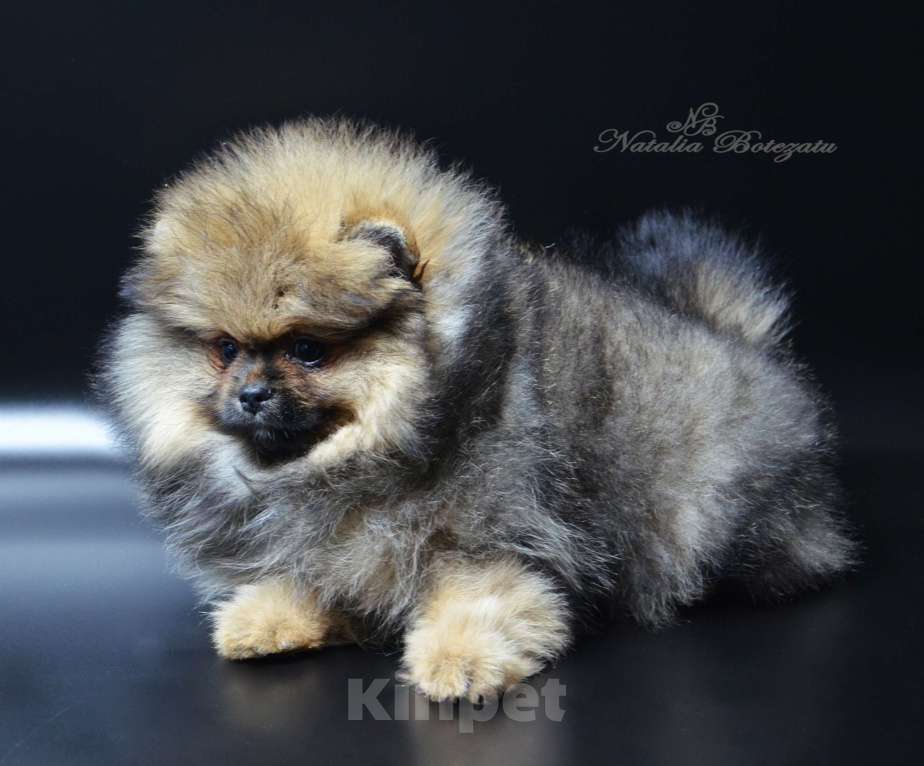 Собаки в Химках: Померанский шпиц девочка Девочка, Бесплатно - фото 4