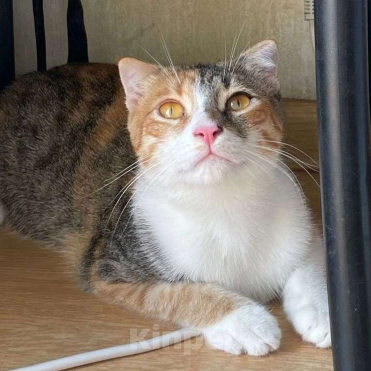 Кошки в Москве: Веснушка выкинули хозяева Девочка, Бесплатно - фото 3