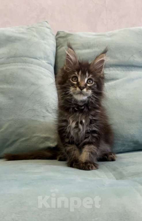 Кошки в Иркутске: Котенок мейн-кун Мальчик, 45 000 руб. - фото 6