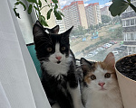 Кошки в Краснодаре: Черно-белый котик Мальчик, Бесплатно - фото 9