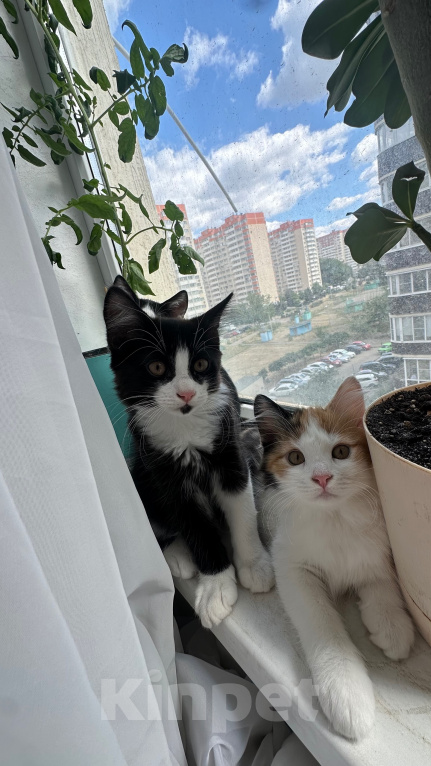 Кошки в Краснодаре: Черно-белый котик Мальчик, Бесплатно - фото 9