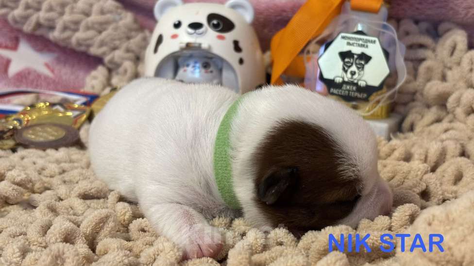 Собаки в Москве: Щенок джек-рассел-терьер от титулованных родителей  Девочка, 40 000 руб. - фото 1