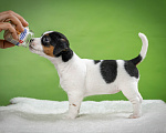 Собаки в Санкт-Петербурге: Щенок Джек Рассел терьер, документы РКФ Девочка, Бесплатно - фото 6