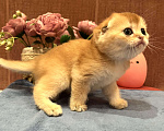 Кошки в Москве: Шотландские золотые котята Разнополые, 40 000 руб. - фото 5
