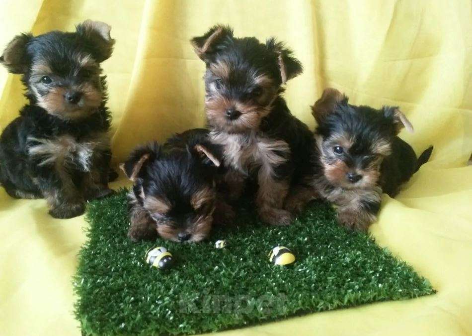 Собаки в Самаре: Детки йорки Девочка, Бесплатно - фото 3