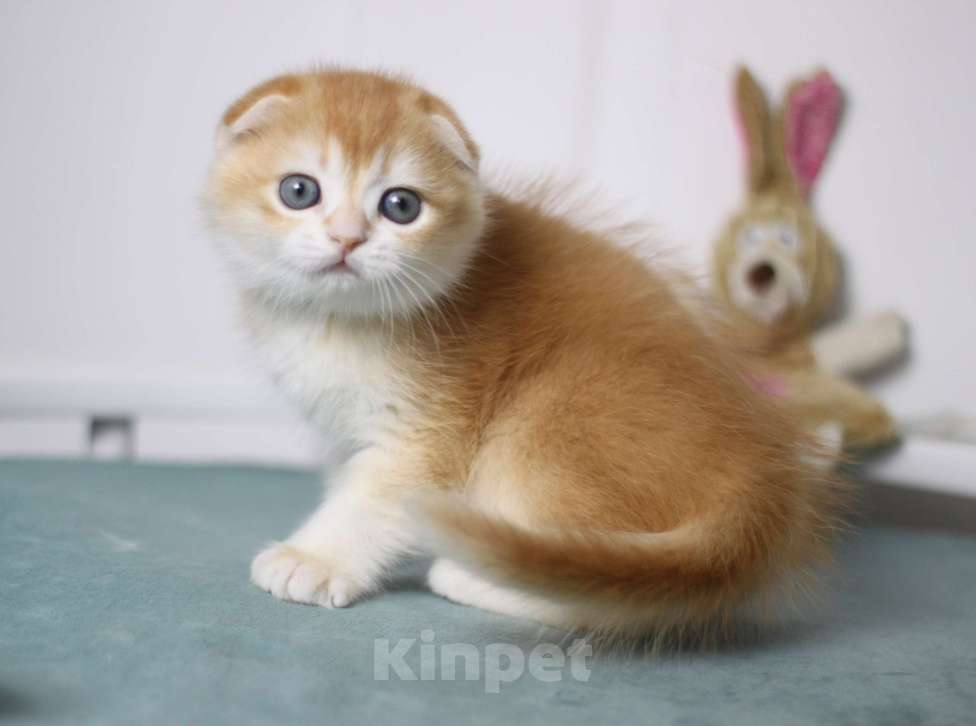 Кошки в Москве: Гарфилд Мальчик, 40 000 руб. - фото 4