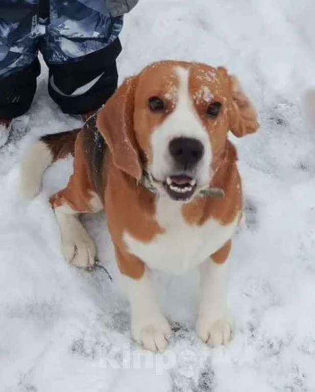 Собаки в Вязниках: Вязка Бигль  Мальчик, Бесплатно - фото 1