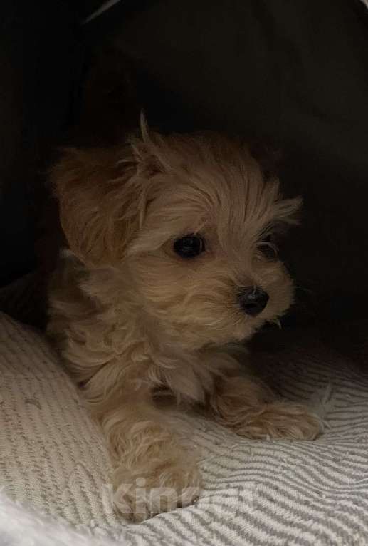 Собаки в Санкт-Петербурге: Маленькие комочки счастья - МАЛЬТИПУ F 1 Девочка, 150 000 руб. - фото 8