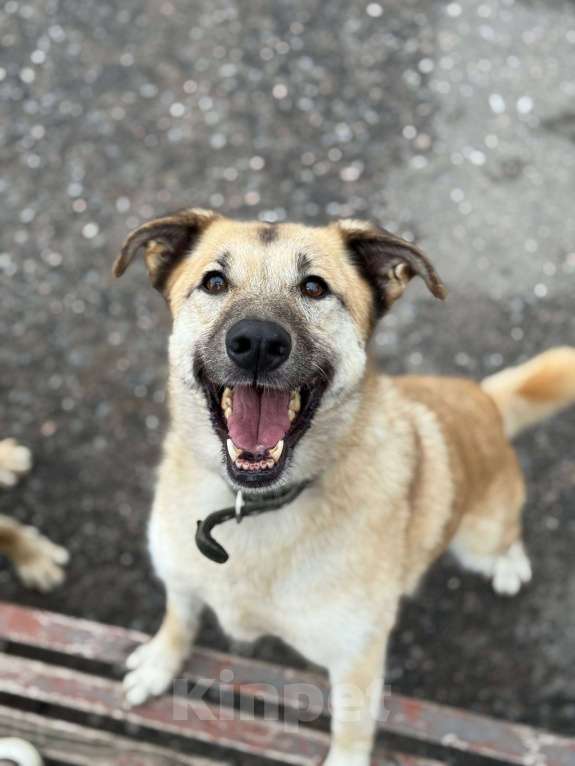 Собаки в Москве: Дейзи  Девочка, Бесплатно - фото 2