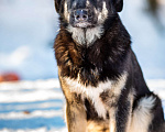 Собаки в Москве: Самый добрый пёс на свете в поисках семьи Мальчик, Бесплатно - фото 10