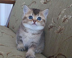 Кошки в Тутаеве: Шотландские котята золотого окраса., 8 000 руб. - фото 2