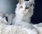 Кошки в Нижнем Новгороде: Мейн кун Мальчик, 25 000 руб. - фото 2