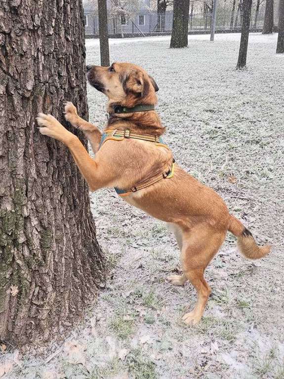 Собаки в Москве: Солнечный пес-компаньон Джек ищет дом Мальчик, Бесплатно - фото 4