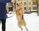 Собаки в Санкт-Петербурге: Среднего размера Кнопка в добрые руки Девочка, Бесплатно - фото 3
