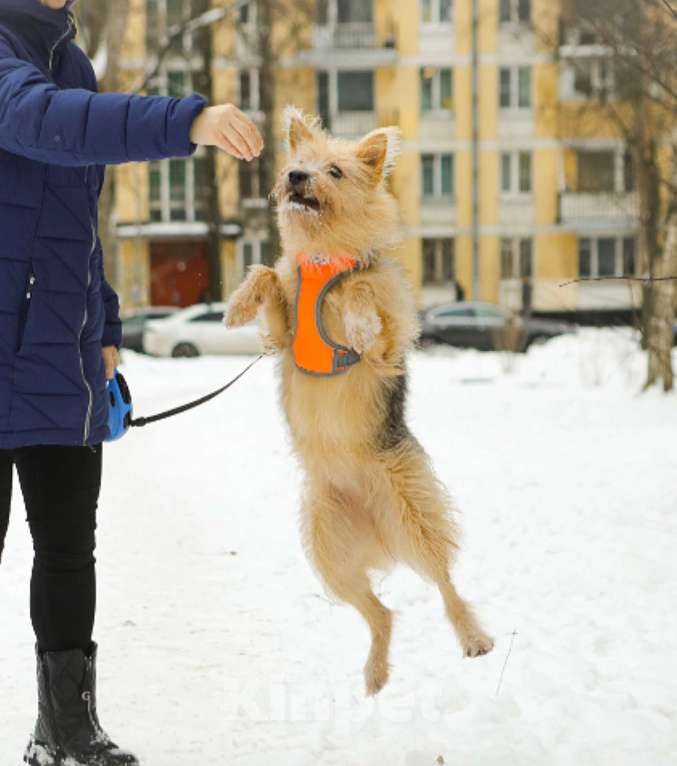 Собаки в Санкт-Петербурге: Среднего размера Кнопка в добрые руки Девочка, Бесплатно - фото 3