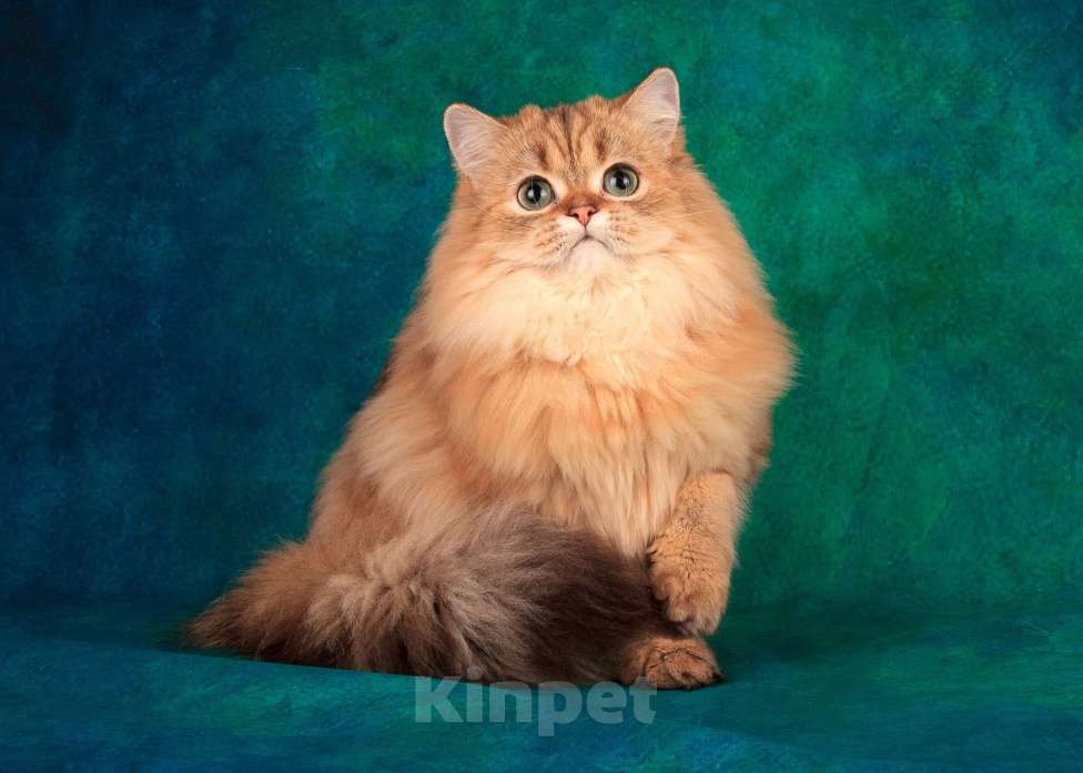 Кошки в Санкт-Петербурге: Шикарная халенд страйт Девочка, 5 000 руб. - фото 7