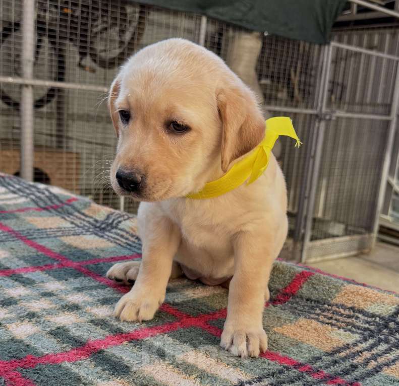 Собаки в Краснодаре: Щенок лабрадора палевый  Девочка, 25 000 руб. - фото 6