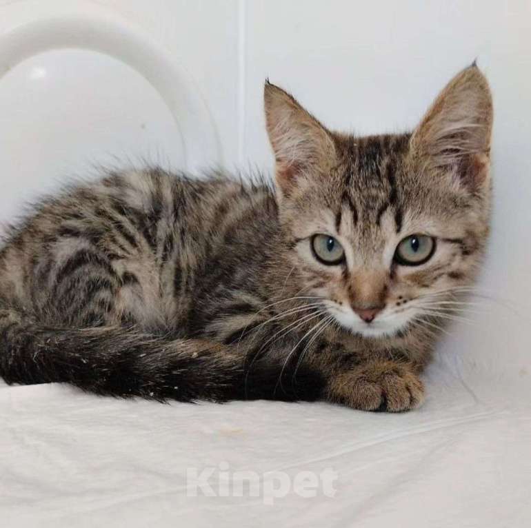 Кошки в Москве: Котенок Микки в добрые руки Мальчик, Бесплатно - фото 2