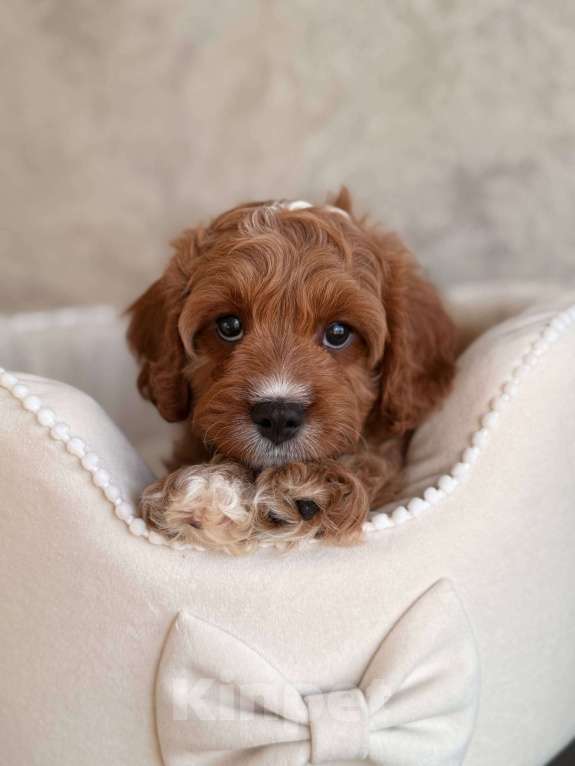 Собаки в Москве: Кавапу щенок Мальчик, 85 000 руб. - фото 2