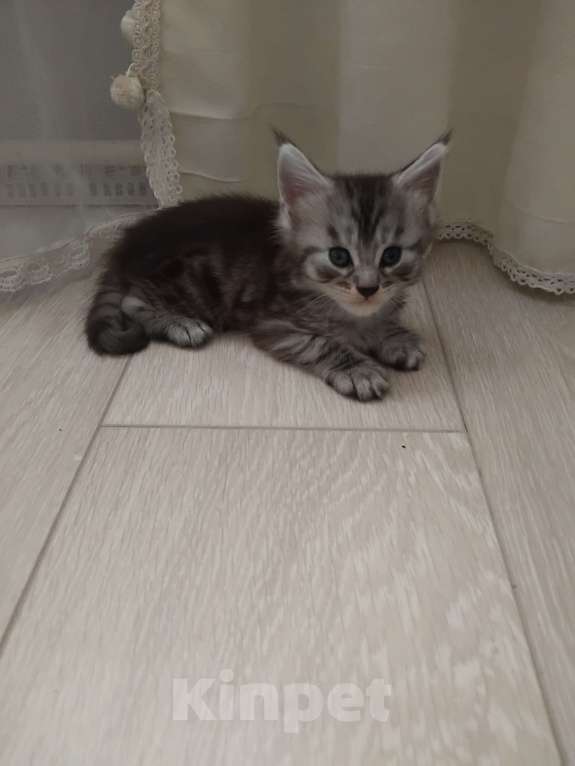 Кошки в Ставрополе: Алекс Мальчик, 20 000 руб. - фото 3