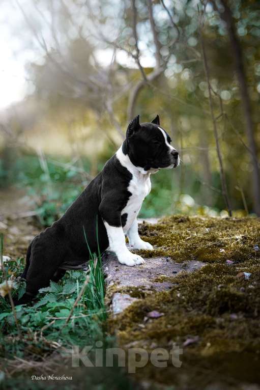 Собаки в других городах Московской области: Американский стаффордширский терьер Мальчик, 100 000 руб. - фото 4