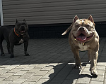 Собаки в других городах Московской области: AMERICAN BULLY   девочка Девочка, 250 000 руб. - фото 6