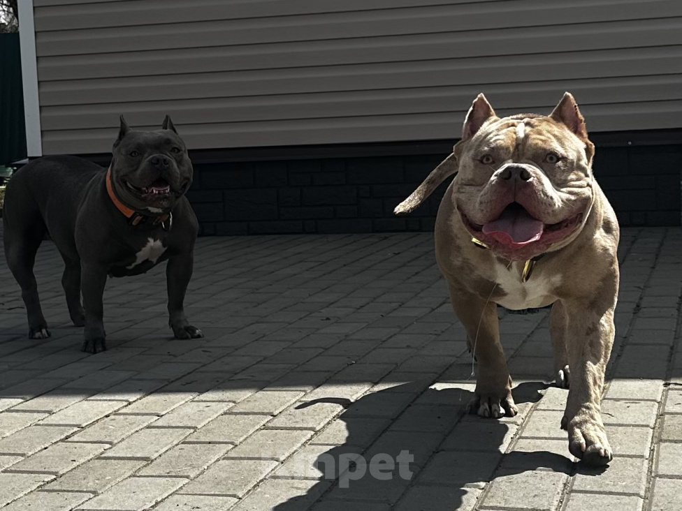 Собаки в других городах Московской области: AMERICAN BULLY   девочка Девочка, 250 000 руб. - фото 6