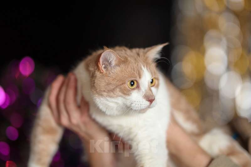 Кошки в Москве: Рыжий британец Хьюго в добрые руки Мальчик, Бесплатно - фото 4