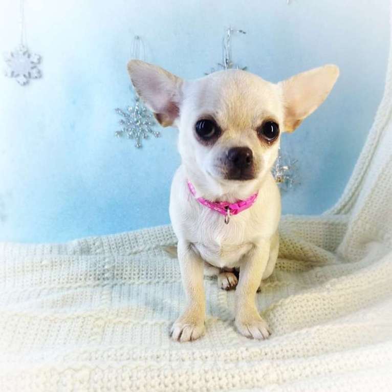 Собаки в Санкт-Петербурге: Щенок чихуахуа девочка Девочка, 40 000 руб. - фото 2