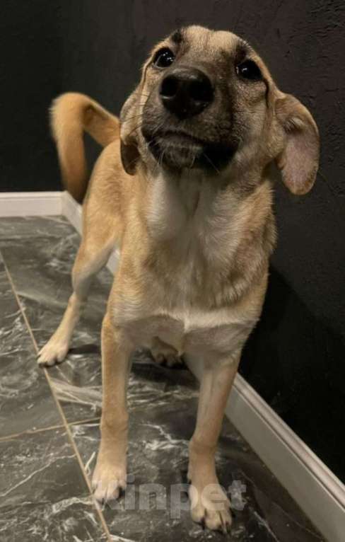 Собаки в других городах Владимирской области: Добрая Мира в добрые ручки Девочка, Бесплатно - фото 1