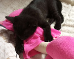 Кошки в Москве: Котенок мальчик Мальчик, Бесплатно - фото 2