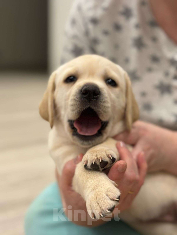 Собаки в Истре: Щенок лабрадора с отличной родословной, девочка Девочка, 70 000 руб. - фото 2