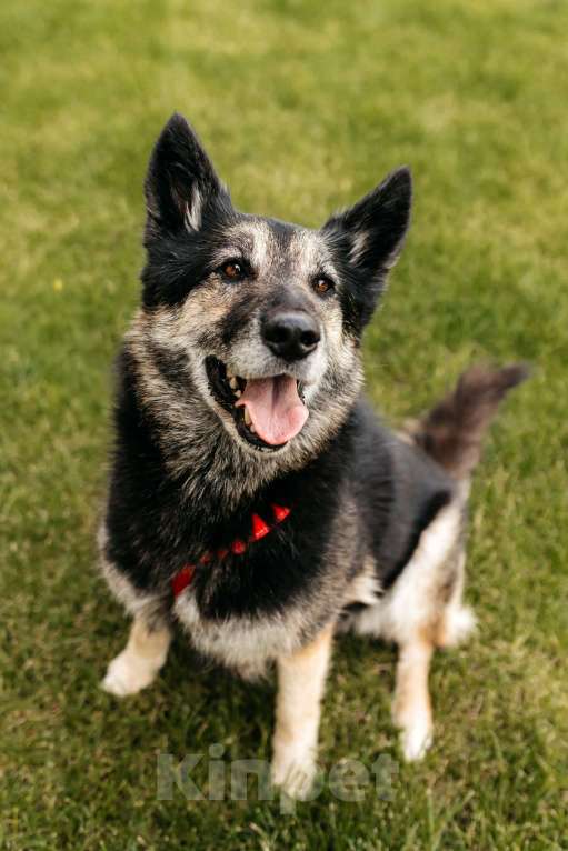 Собаки в Москве: Удивительная Крис ищет дом Девочка, Бесплатно - фото 8