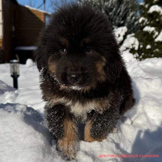 Собаки в Курске: Продам Щенков Монгольского бьанхара Разнополые, 40 000 руб. - фото 3
