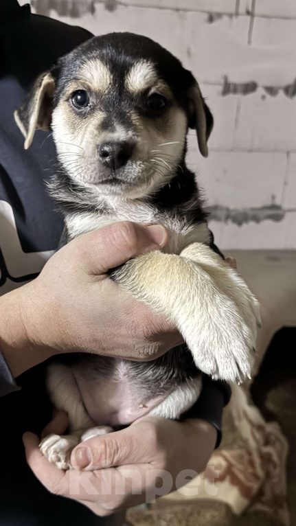 Собаки в Симферополе: Крошка ищет своего человека! Девочка, 100 руб. - фото 2