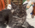 Кошки в Санкт-Петербурге: Котик мейн кун чёрный дымный Мальчик, 40 000 руб. - фото 6