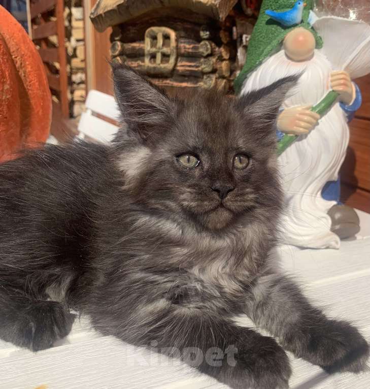 Кошки в Санкт-Петербурге: Котик мейн кун чёрный дымный Мальчик, 40 000 руб. - фото 6