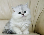 Кошки в Нижнем Новгороде: Шотландская серебристая трехцветная Девочка, 25 000 руб. - фото 8