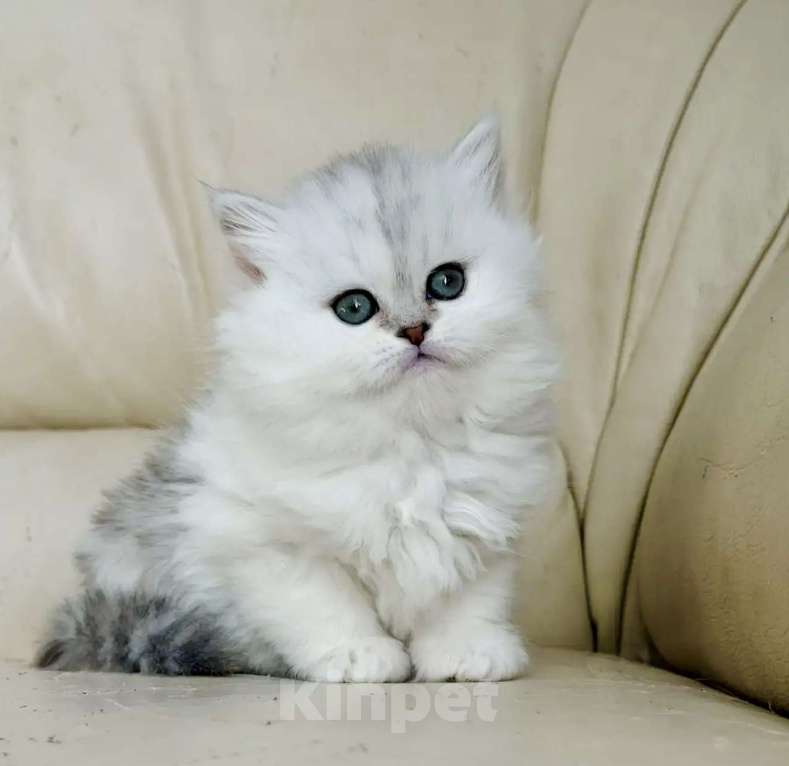 Кошки в Нижнем Новгороде: Шотландская серебристая трехцветная Девочка, 25 000 руб. - фото 8