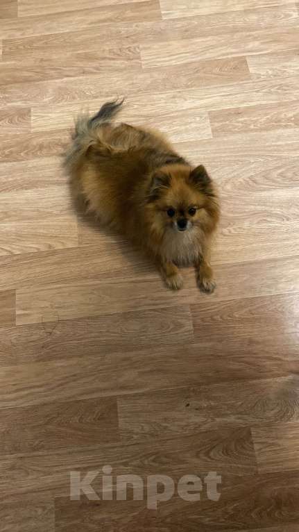 Собаки в Электростали: Мальчик шпиц Мальчик, 30 000 руб. - фото 6