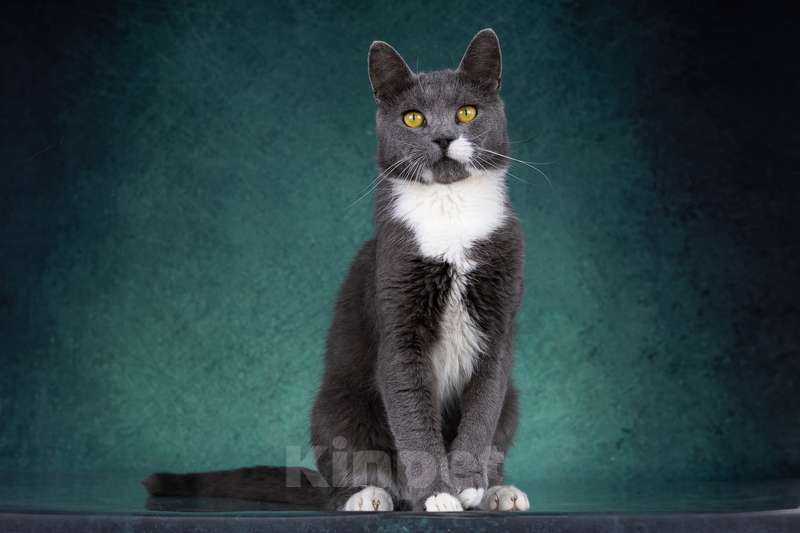 Кошки в Москве: Русский голубой кот Амурчик в дар Мальчик, 1 руб. - фото 5