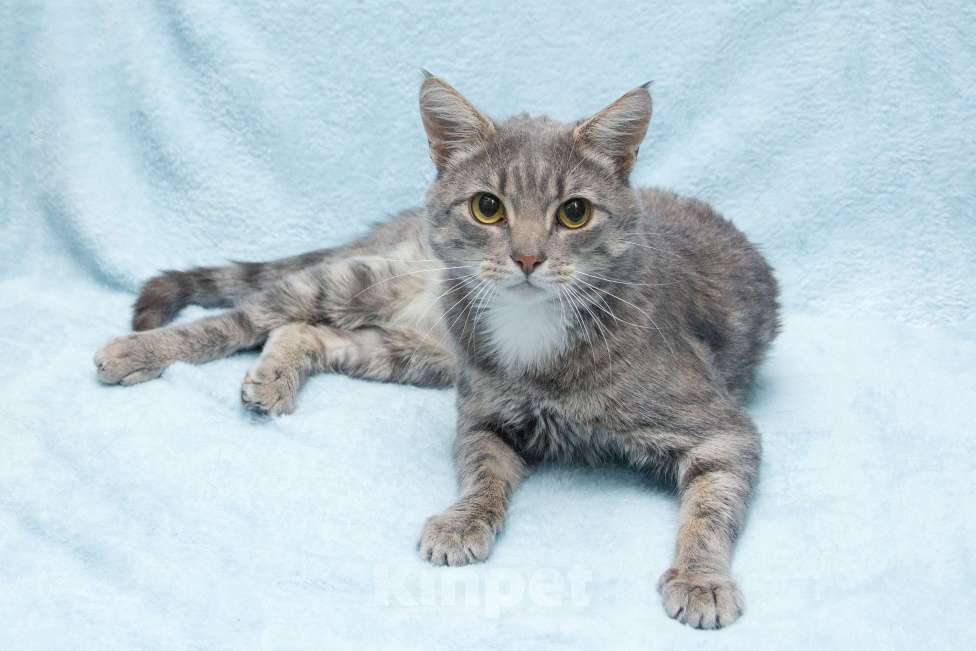 Кошки в Москве: Пушок ждет свою семью!  Мальчик, Бесплатно - фото 1